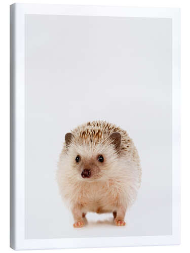 Lærredsbillede Pygmy Hedgehog