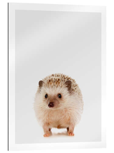 Quadro em plexi-alumínio Pygmy Hedgehog