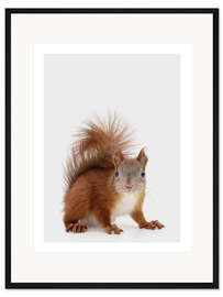 Gerahmter Kunstdruck Eichhörnchen II
