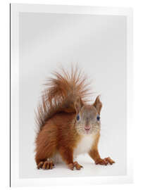 Gallery print Squirrel II