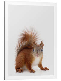 Magnettafel Eichhörnchen II