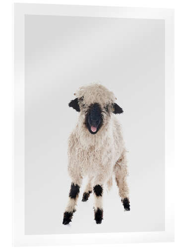 Acrylic print Curly Lamb