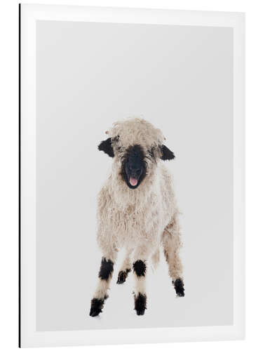 Aluminium print Curly Lamb