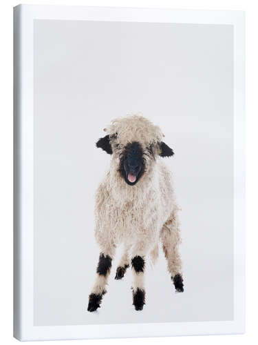 Canvas print Curly Lamb