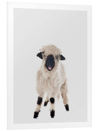 Tableau en PVC Curly Lamb