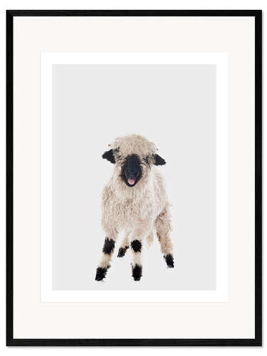 Ingelijste kunstdruk Curly Lamb