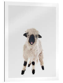 Gallery print Curly Lamb