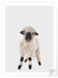 Wall sticker Curly Lamb - Animal Kids Collection