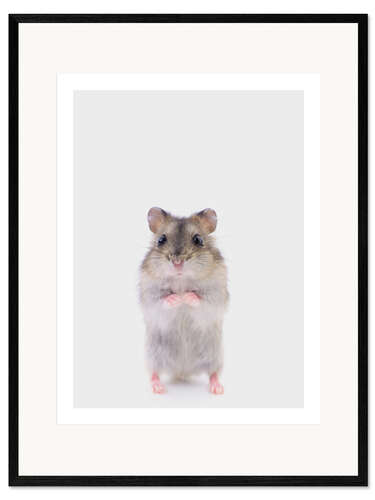 Kehystetty taidepainatus Kiinankääpiöhamsteri