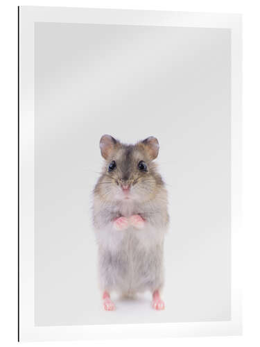 Gallery print Striped Hamster