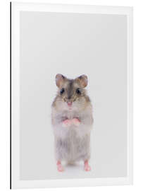 Magnettafel Zwerghamster