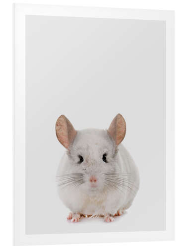 Foam board print Chinchilla