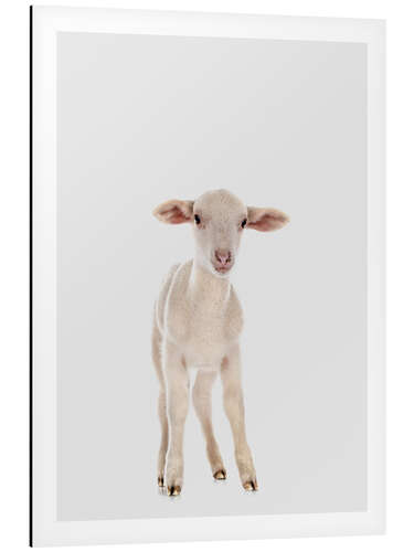 Tableau en aluminium Petit mouton blanc