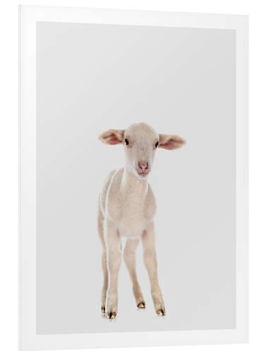 Quadro em PVC White Baby Sheep