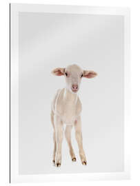 Gallery print White Baby Sheep