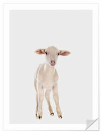 Selvklebende plakat White Baby Sheep