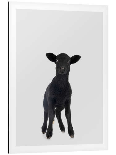 Aluminiumtavla Black Baby Sheep