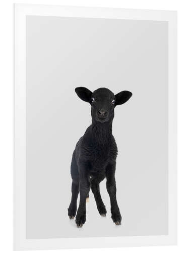 Cuadro de PVC Black Baby Sheep