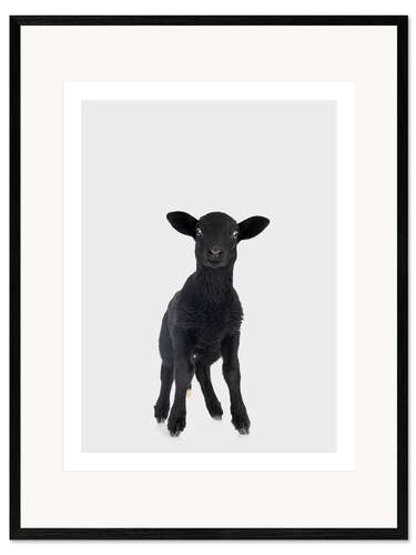 Kunsttryk i ramme Black Baby Sheep