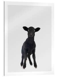 Quadro em plexi-alumínio Black Baby Sheep