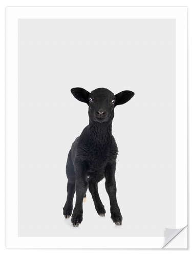 Självhäftande poster Black Baby Sheep