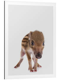 Magnettafel Frischling I