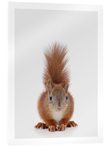 Acrylic print Squirrel I