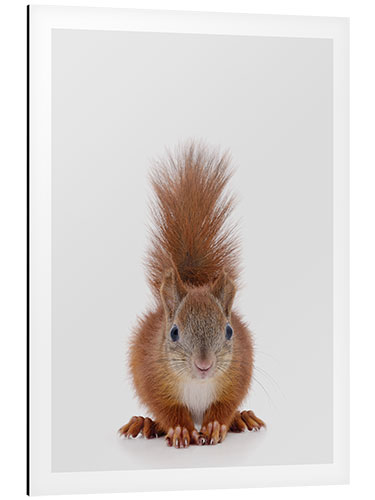 Aluminiumsbilde Squirrel I