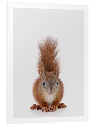 Foam board print Squirrel I