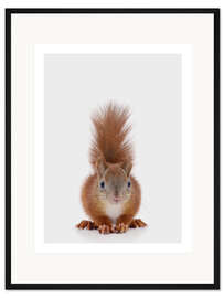 Gerahmter Kunstdruck Eichhörnchen I