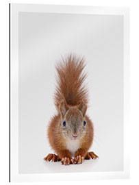 Gallery print Squirrel I