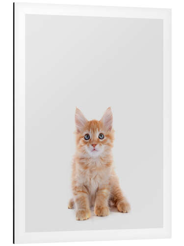 Aluminium print Maine Coon Baby