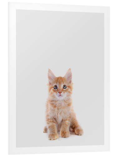 Foam board print Maine Coon Baby