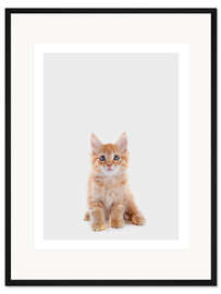 Gerahmter Kunstdruck Maine Coon Baby