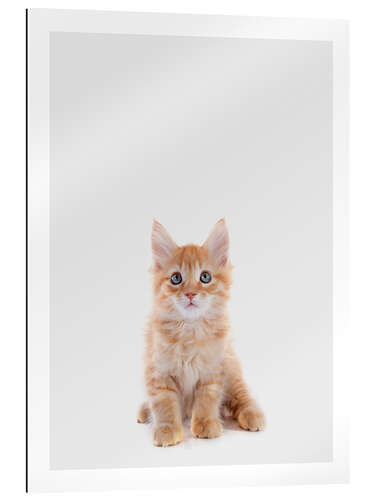 Gallery print Maine Coon Baby