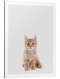 Magnettafel Maine Coon Baby