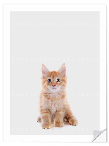 Wall sticker Maine Coon Baby