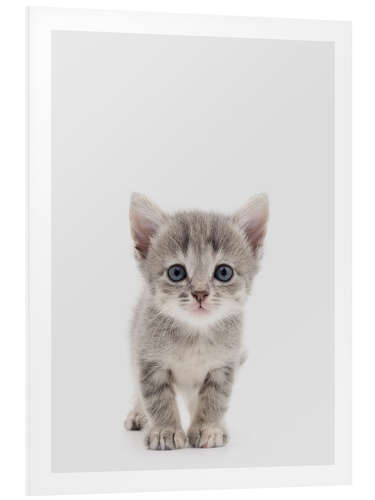 Foam board print Curious Kitten