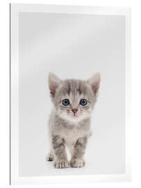 Gallery print Curious Kitten