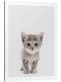 Magnettafel Neugieriges Kätzchen - Animal Kids Collection