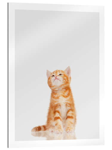 Galleriprint Little Red Kitten