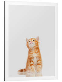 Magnettafel Kleiner roter Kater