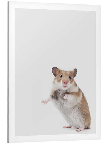 Aluminium print Golden Hamster