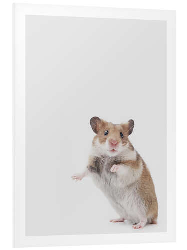 PVC print Golden Hamster