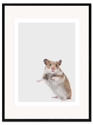 Gerahmter Kunstdruck Goldhamster