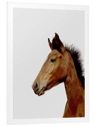 Foam board print Dreamy Foal