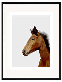 Gerahmter Kunstdruck Verträumtes Fohlen