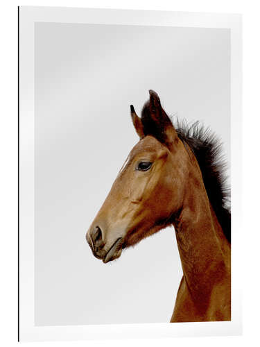 Gallery print Dreamy Foal