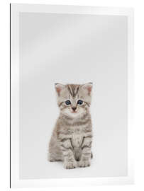 Gallery print Little Tiger