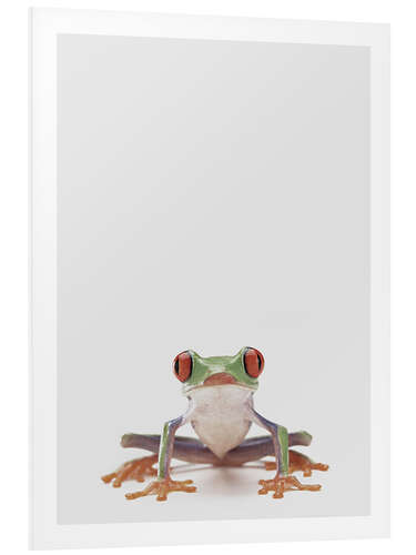 Foam board print Red-eyed Tree Frog